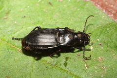 Abax carinatus