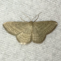 Scopula inductata