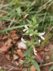 Stachys annua