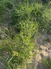 Salix nigra