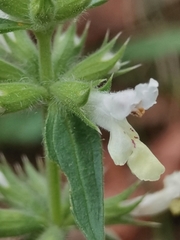 Stachys annua
