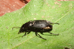 Abax carinatus