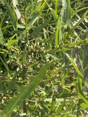 Salix nigra