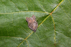 Acleris emargana