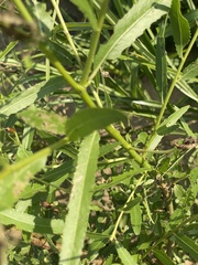 Salix nigra