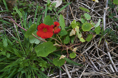 Tropaeolum majus