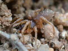 Dysdera