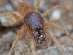 Dysdera