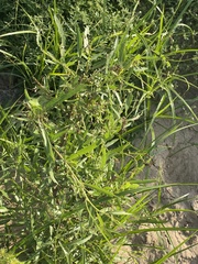 Salix nigra