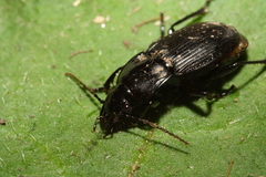 Abax carinatus