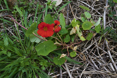 Tropaeolum majus