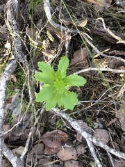 Senecio glastifolius