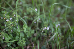 Clinopodium menthifolium ascendens
