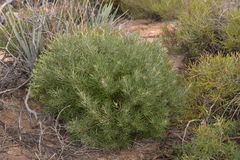 Grevillea pinaster