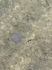 Rhizostoma pulmo