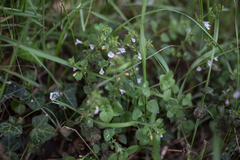 Clinopodium menthifolium ascendens