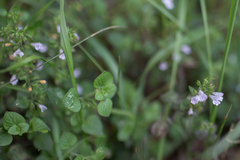 Clinopodium menthifolium ascendens