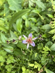 Tricyrtis