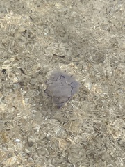 Rhizostoma pulmo