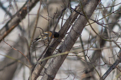 Fringilla montifringilla