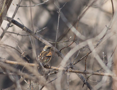 Fringilla montifringilla