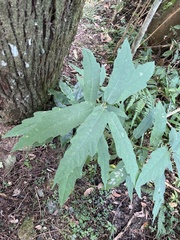 Ficus erecta beecheyana