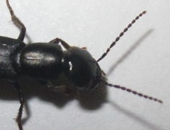 Tasgius melanarius