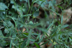 Atriplex patula