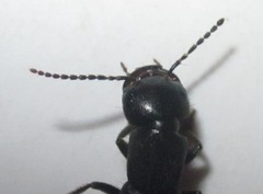 Tasgius melanarius