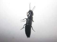 Tasgius melanarius
