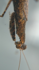 Gonypetinae