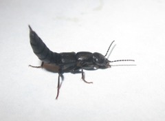 Tasgius melanarius