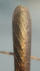 Gonypetinae