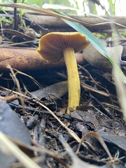 Cortinarius chrysma