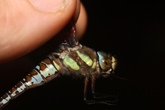 Aeshna mixta