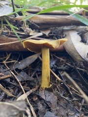 Cortinarius chrysma