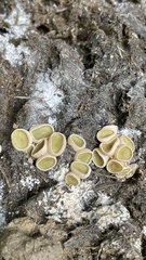 Ascobolus scatigenus