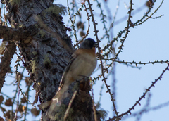 Fringilla montifringilla