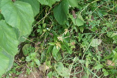 Gentiana cruciata