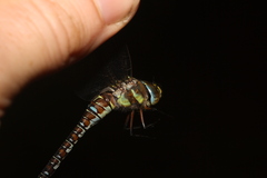Aeshna mixta