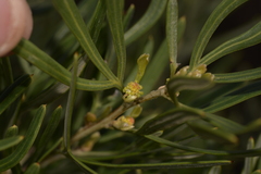 Grevillea pinaster
