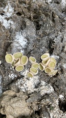 Ascobolus scatigenus