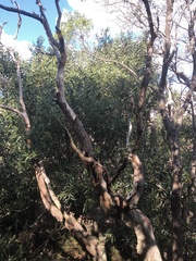 Acacia longifolia