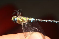Aeshna mixta