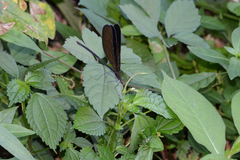 Atrocalopteryx atrata