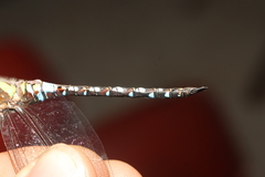 Aeshna mixta