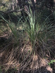 Cortaderia selloana