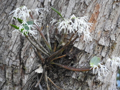 Dendrobium aemulum