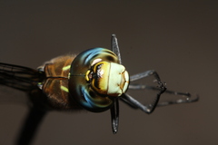 Aeshna mixta