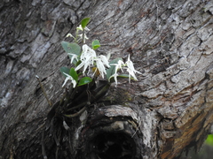 Dendrobium aemulum